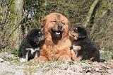DOGUE DU TIBET 511